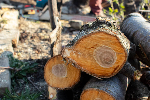 Ashaway, RI Tree Removal Services Company